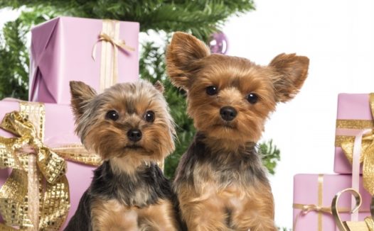 两只可爱圣诞狗狗图片