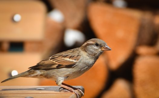 站在木板上的山麻雀摄影图片