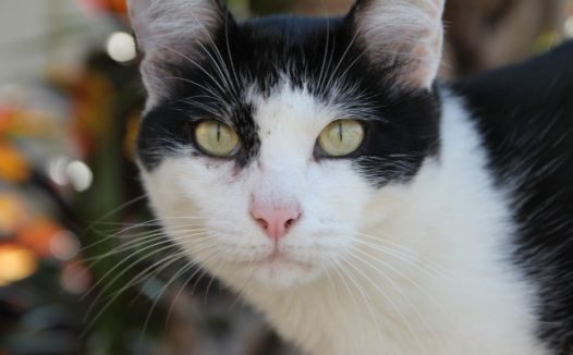 黑白猫咪头部特写图片