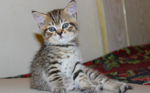 呆萌幼崽猫咪图片