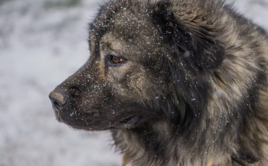 成年高加索犬图片