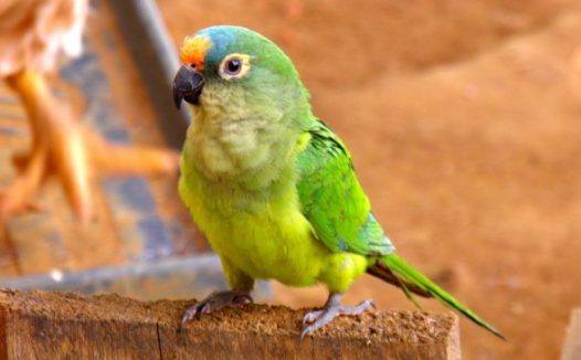 桃额锥尾鹦鹉图片