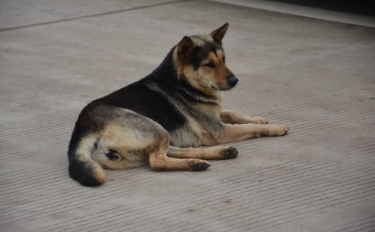 中华田园犬图片