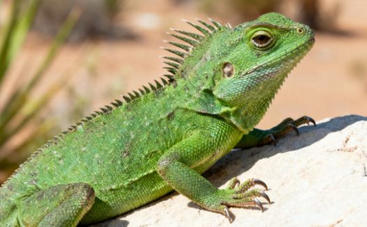 爬宠专用益生菌的使用指南