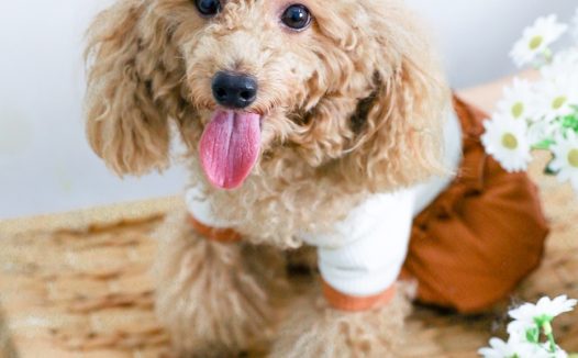 可爱香槟色贵妇犬图片