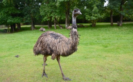 行走的鸵鸟图片