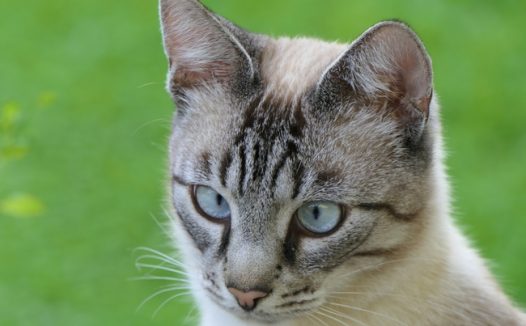 可爱狸花猫写真摄影图片