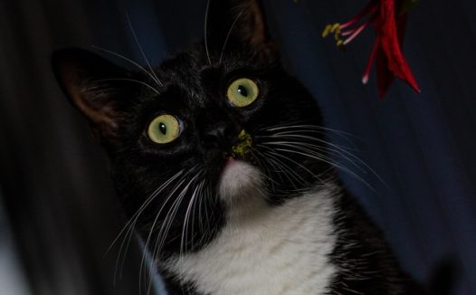 黑色孟买猫图片