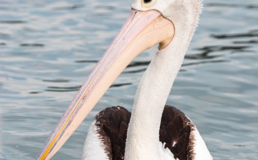 澳大利亚白色鹈鹕水中嬉戏图片