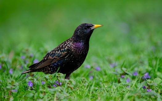 绿色草地黑色八哥觅食图片