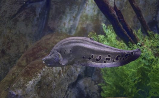 水族馆电鲶鱼图片