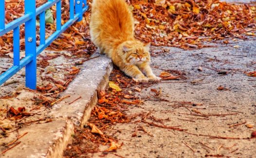 橘色猫咪伸懒腰图片