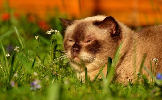 呆萌英国短毛猫图片