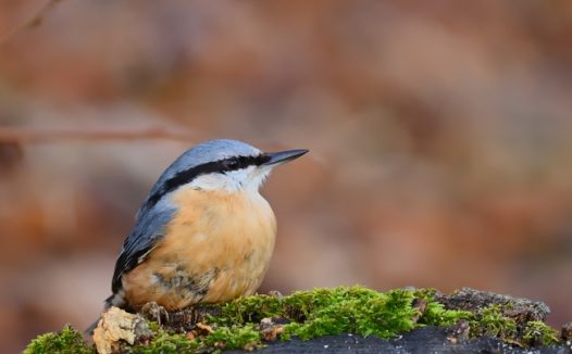 野生五十雀飞禽摄影图片
