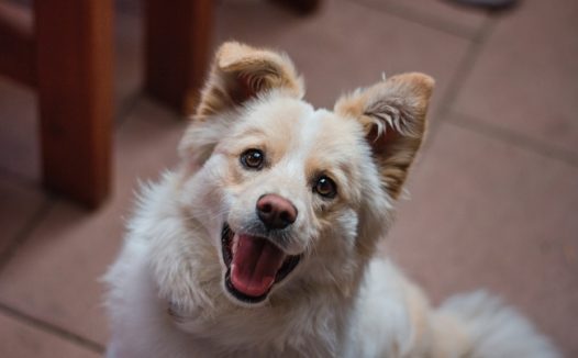 仰着头的可爱狗狗图片