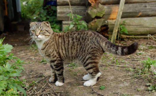 灰色虎斑猫图片