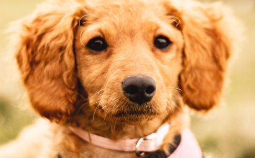 小清新治愈系狗狗图片