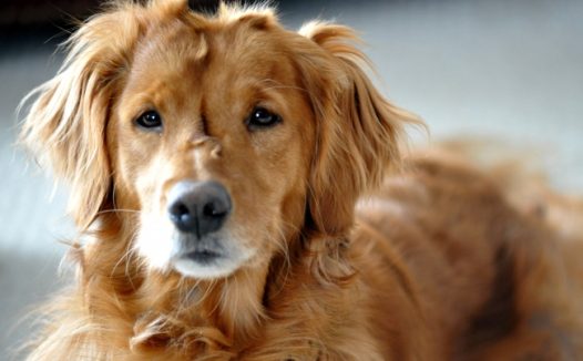 一只金毛寻回犬图片