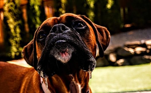 棕色狗头部特写图片