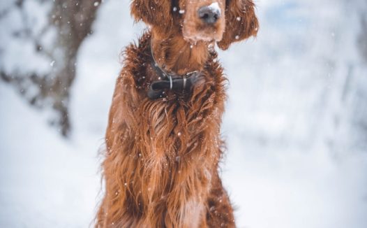 雪地可爱爱尔兰长毛猎犬图片