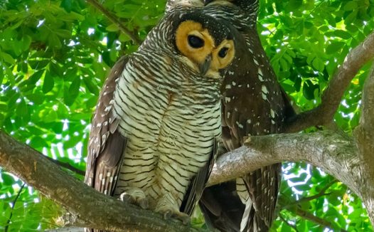 树上一对猫头鹰图片