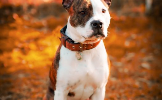 美国斯塔福郡梗犬图片