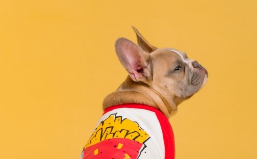 可爱呆萌憨狗狗图片