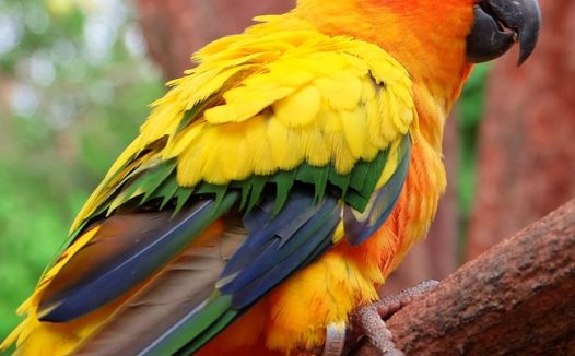 彩色鹦鹉图片