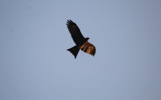 雄鹰展翅高飞图片