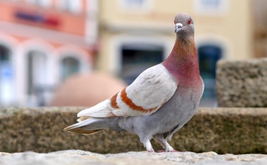 一只灰鸽子图片