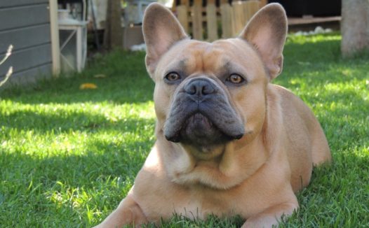 棕色斗牛犬图片