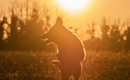 黄昏夕阳狗狗图片
