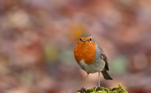 站在苔藓上的知更鸟图片