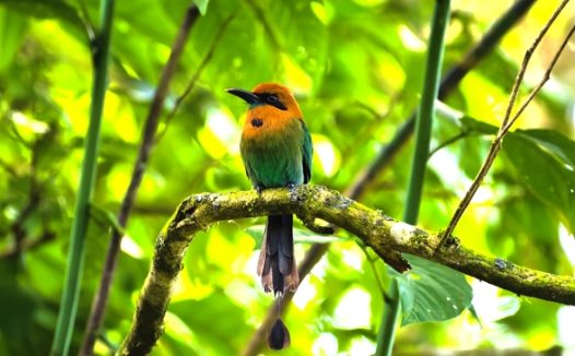 绿色森林栗头蜂虎鸟图片