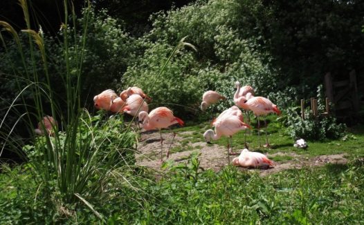 火烈鸟休憩图片