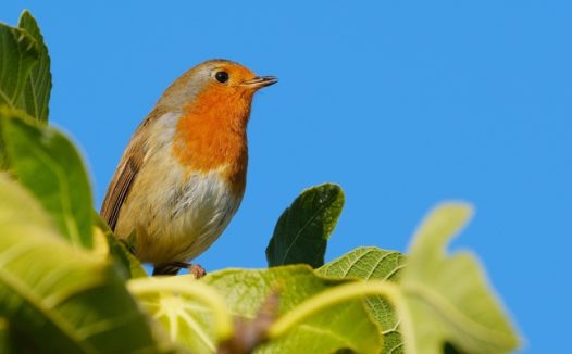 蓝天绿色树叶知更鸟摄影图片
