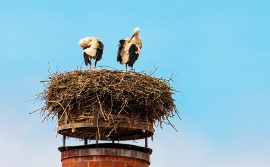 站在鸟巢上的东方白鹳摄影图片