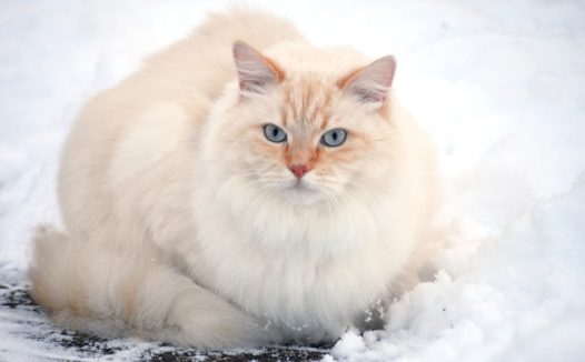 冬季雪地萌猫小清新摄影图片