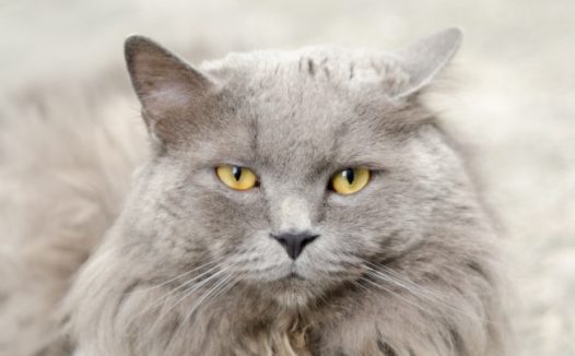 白色萌猫咪图片