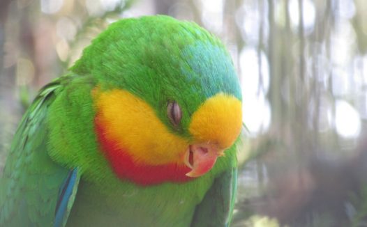 绿鹦鹉睡着图片