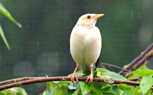 野生白腹八哥摄影图片