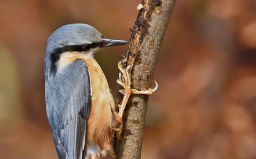 正在捉虫子的野山雀图片