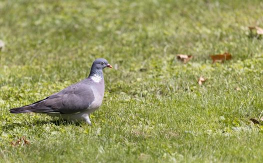 绿色草地灰色岩鸽摄影图片