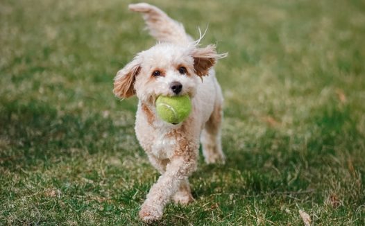 草地叼着网球的狗狗图片