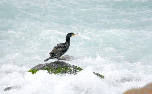 海边岩石黑色鸬鹚摄影图片