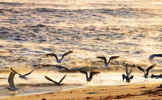 海滩一群海鸥嬉戏图片