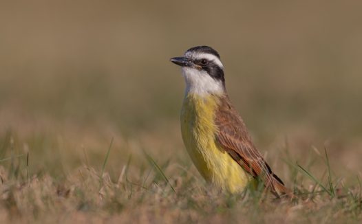 枯萎草丛间站立的野鸟图片