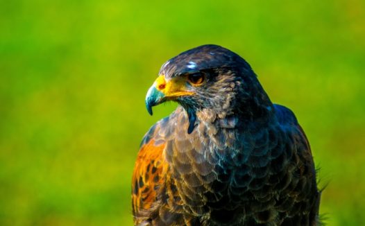 高清老鹰摄影图片