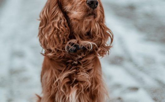 棕色长毛狗狗图片