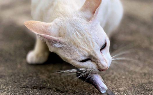 白色斯芬克斯猫图片